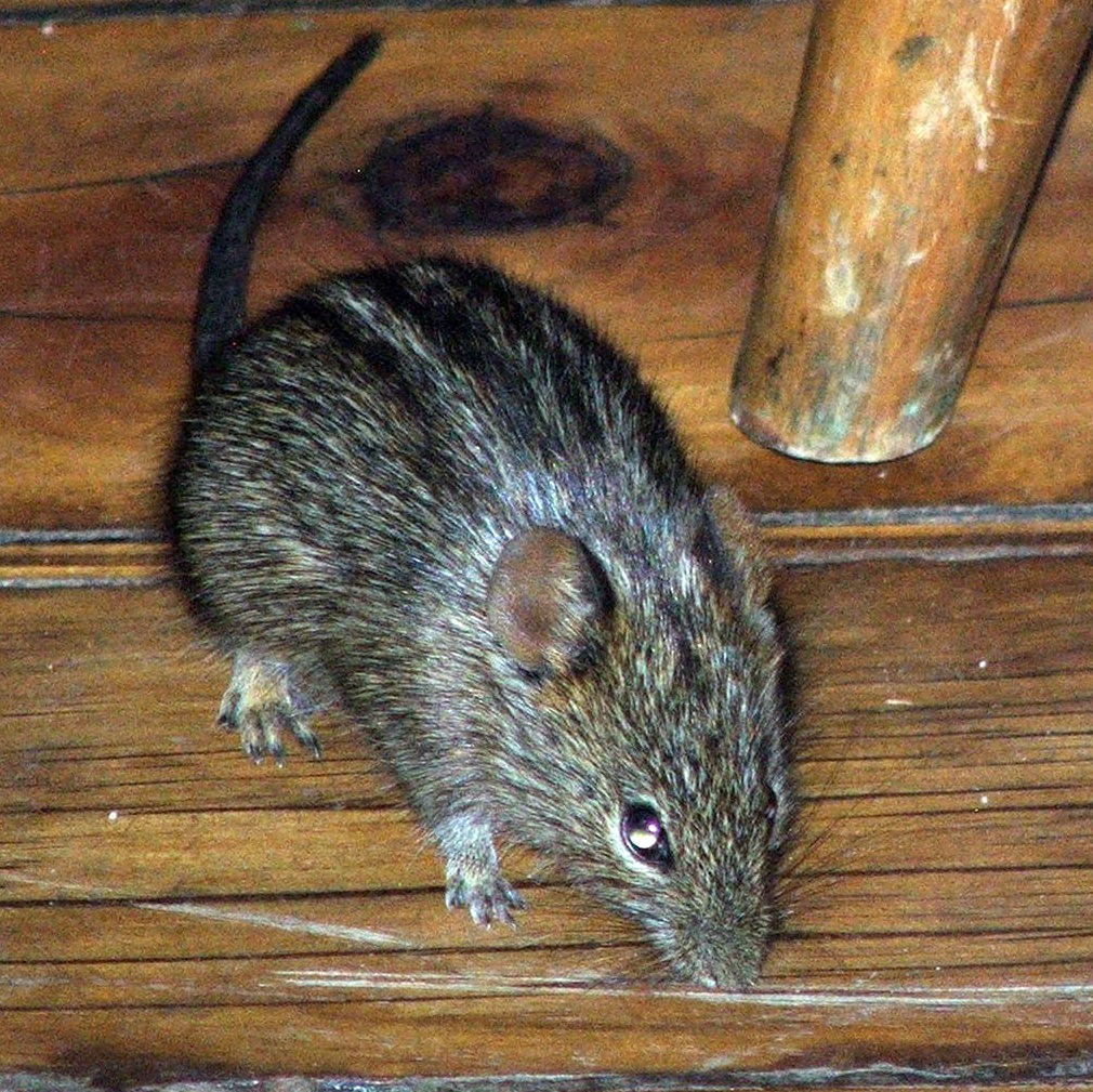 Facts About FourStriped Grass Mouse Kariega Game Reserve